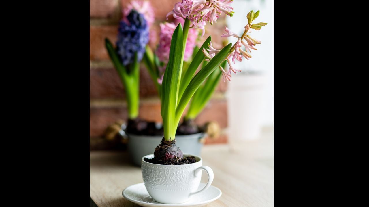 Spring gardening mood. Festive easter simple home decorations. A group of beautiful colourful bright pink and purple blooming bulbous hyacinths in a metal pot on a table in the kitchen. 