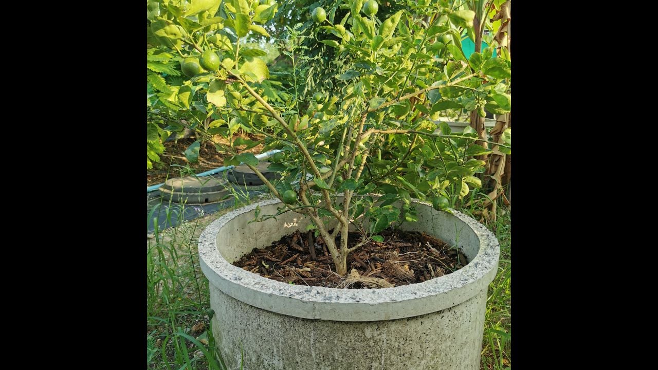The​ method​ of​ grow​ing​ lime​ in​ a​ cement​ pond​ is​ another​ method​ that​ requires​ the​ lime​ to​ be​ able​ to​ bear​ fruit​ off​ season​ and​ easy​ to​ care​ for​