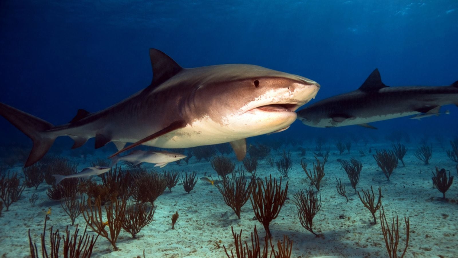 Tiger shark in the Bahamas