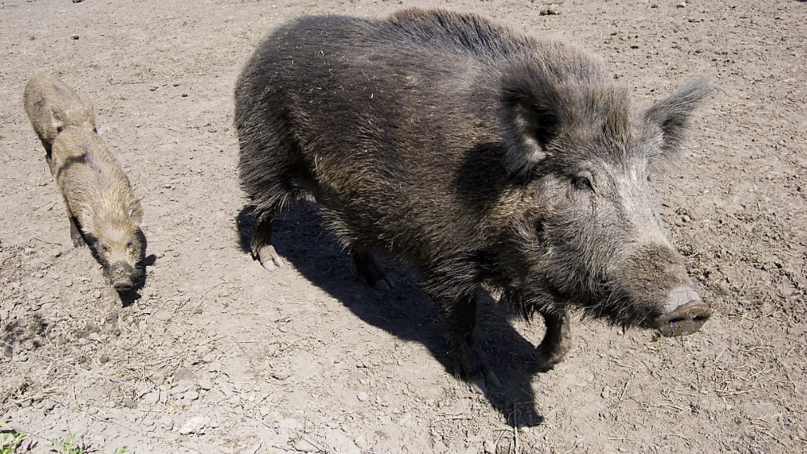 Wild boars family
