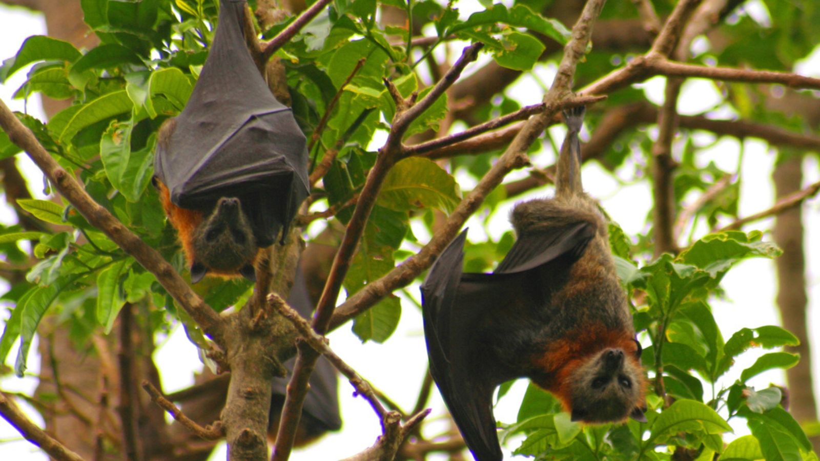 bats are blind