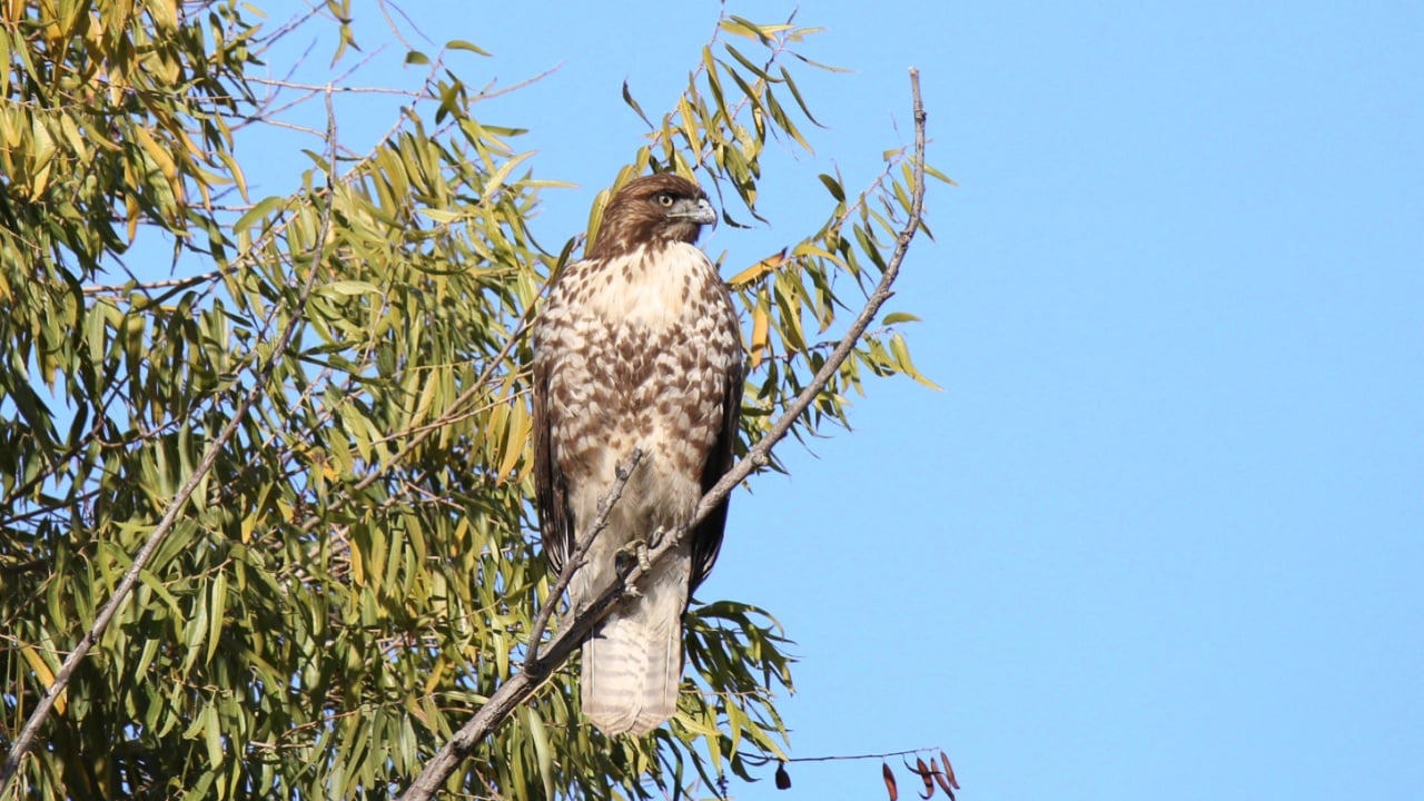 Sharp-shinned Hawk (accipter striatus)