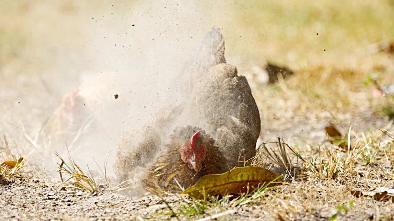 chicken on ground in farm