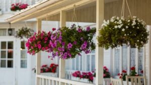flower pot petunias with magenta flowers hang