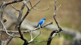 Blue bird on a branch of a dry tree