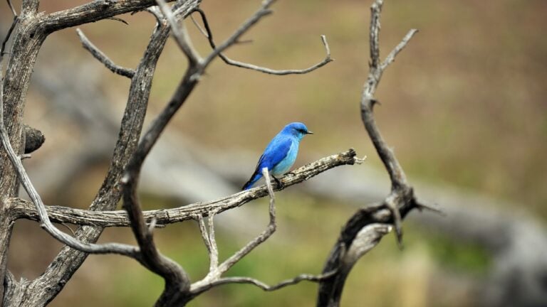 Blue bird on a branch of a dry tree