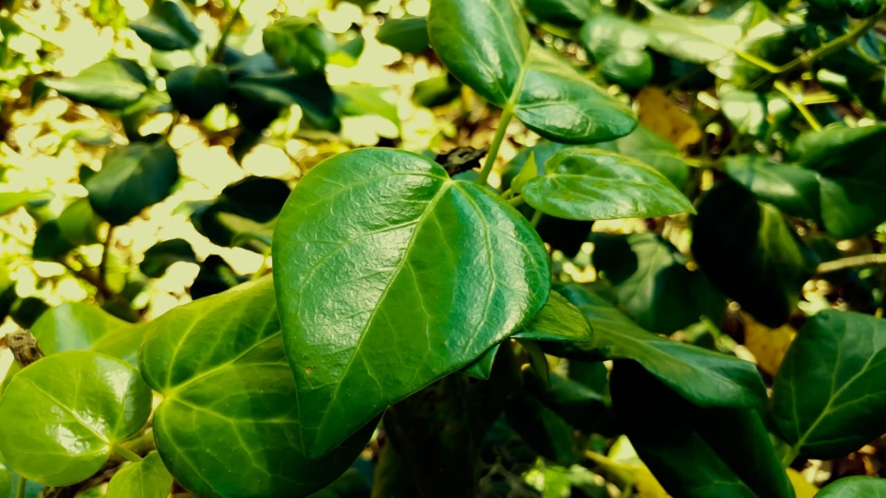 Hardy Bush Persian Ivy, Hedera colchica, Green Spice variety - native to the Near and Middle East.