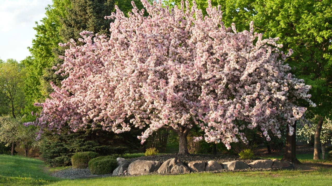 Beautiful mature flowering prairie maid crabapple tree in Minnesota