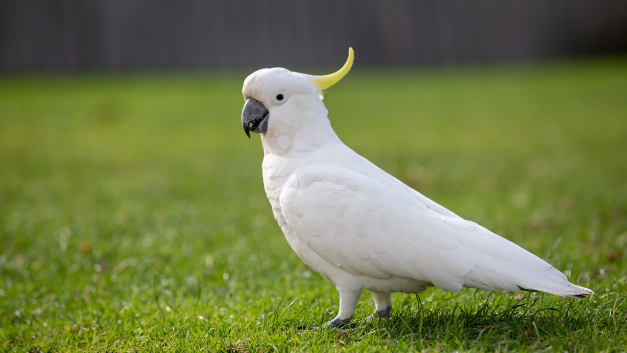 White Cockatoo on grass