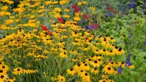 Flower garden with Black-eyed Susans (Rudbeckia hirta) and Black and Blue Salvias (Salvia guaranitica 'Black and Blue'), Marion County, IL