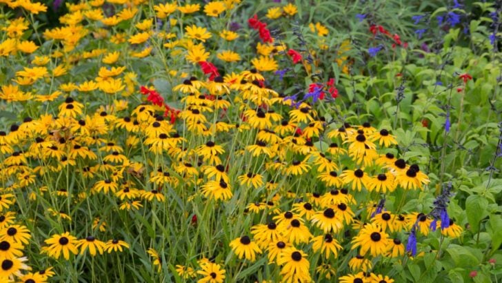 Plant These 12 Perennials in April for a Summer Garden Packed With Color