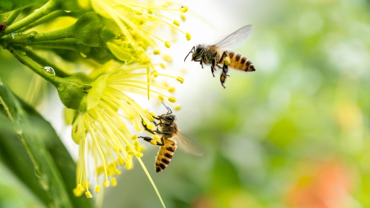 Flying honey bee collecting pollen at yellow flower. Bee flying over the yellow flower