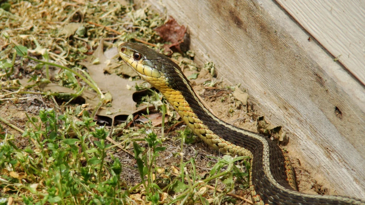 Snake in the yard