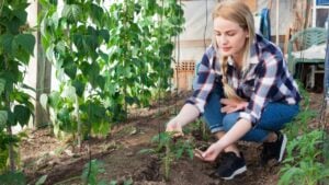 Serious young woman gardener attentively looking tomatoes seedlings in greenhouse
