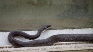 Black rat snake looking in sliding glass door on back porch in North Carolina in spring. Snake season is beginning. Practice pet safety