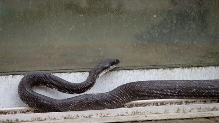 8 Places Where Snakes Sneak Into Your Home