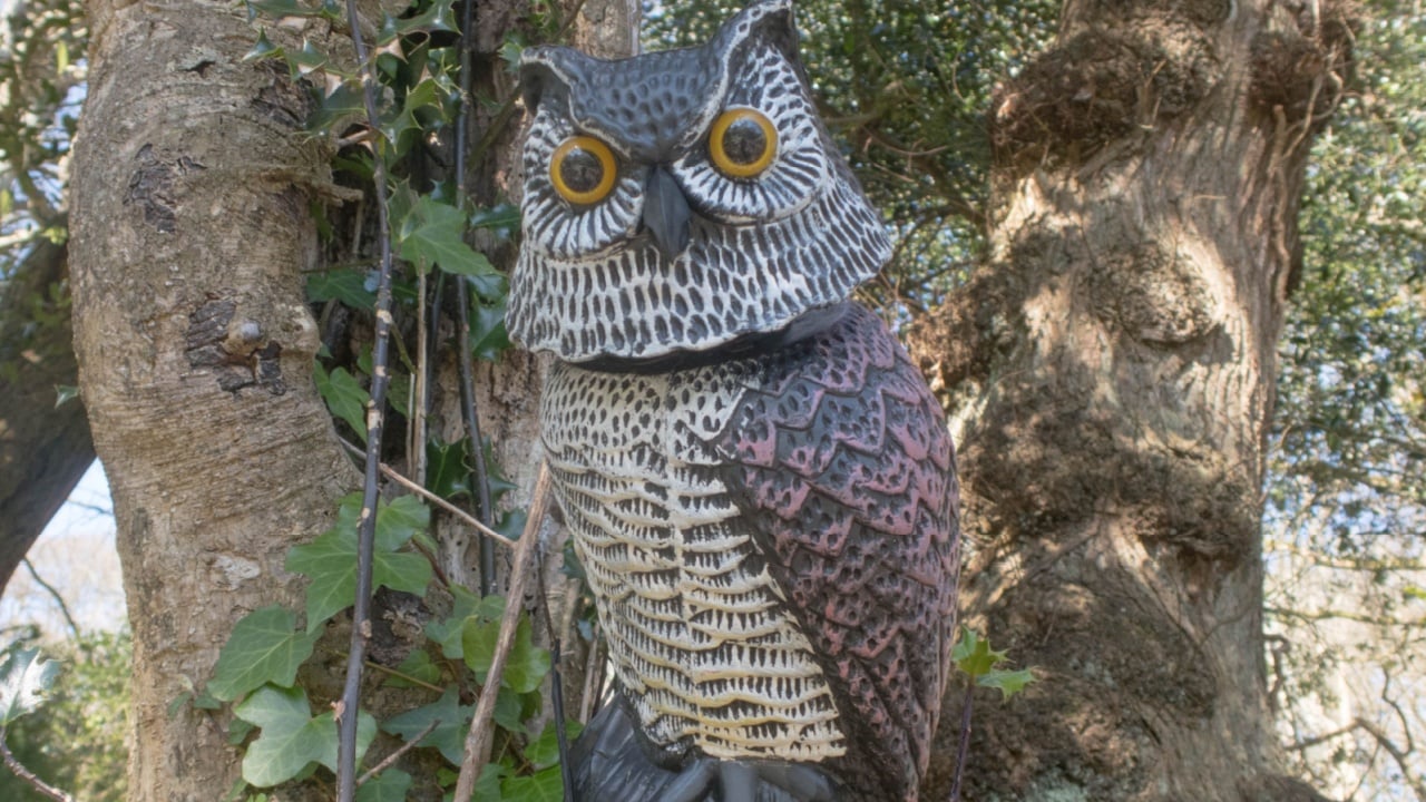 Replica Owl Bird Scarer or Fake Owl Decoy in a Shady Woodland Garden at Tremenheere in Rural Cornwall, England, UK