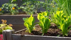 Nothing is fresher than food from your own garden. Planted in spring, this raised garden bed is loaded with a variety of herbs and vegetables ready to be harvested in summer.
