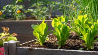 Nothing is fresher than food from your own garden. Planted in spring, this raised garden bed is loaded with a variety of herbs and vegetables ready to be harvested in summer.