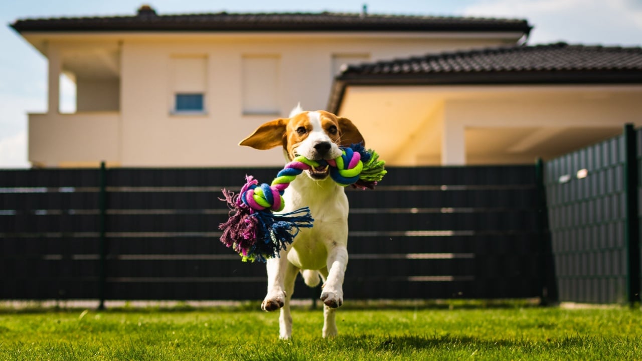 Beagle dog runs towards camera with a rope toy. Dog in garden