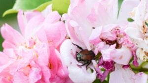 A closeup macro shot of a Japanese Beetle sitting on a rose flower in a garden