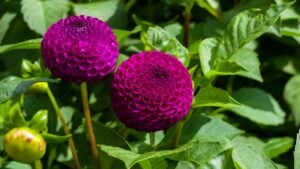 Close up of flower heads of the Dahlia, Moor Place. Petals of deep maroon purple colour. Pom pom form
