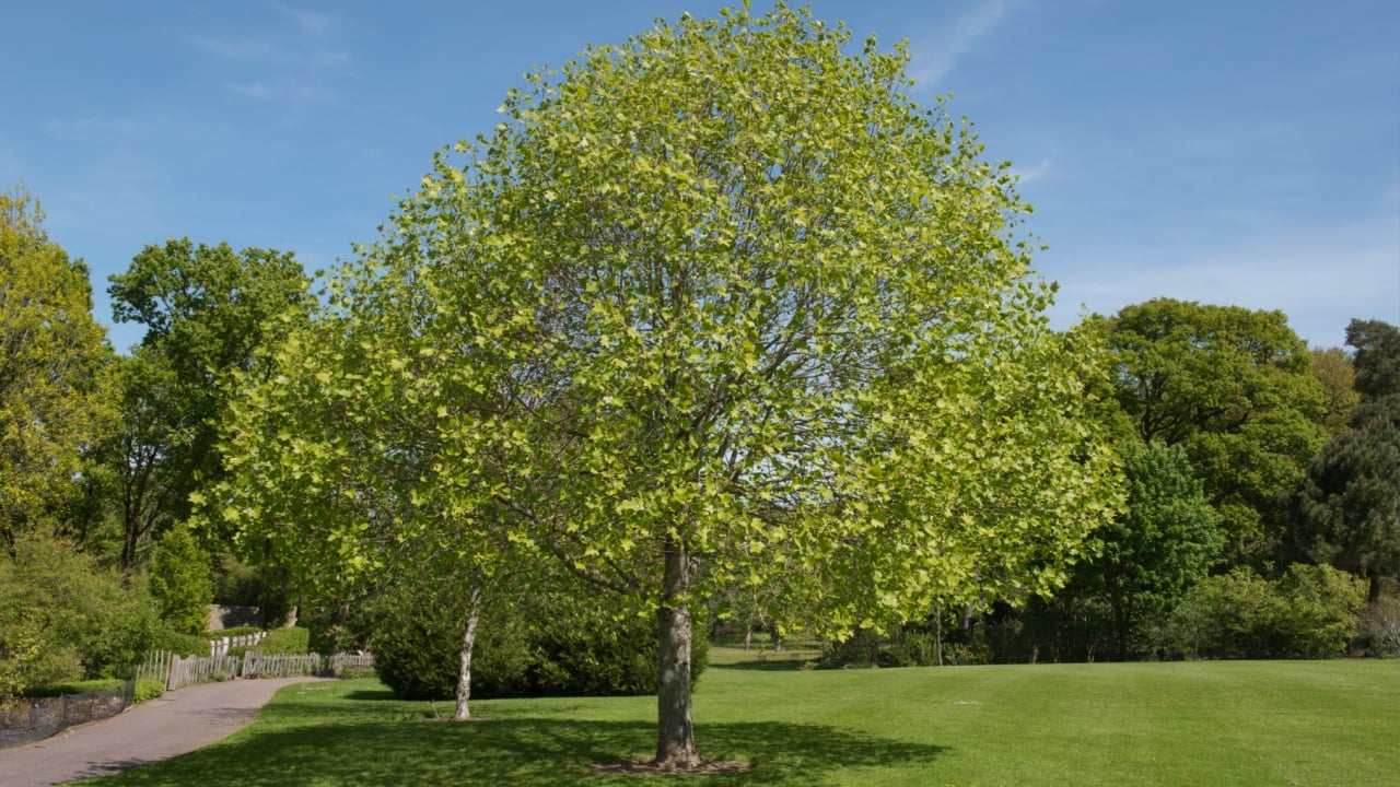 Spring Foliage of a Tulip Tree (Liriodendron tulipifera) with a Bright Blue Sky Background in a Garden in Rural Devon, England, UK