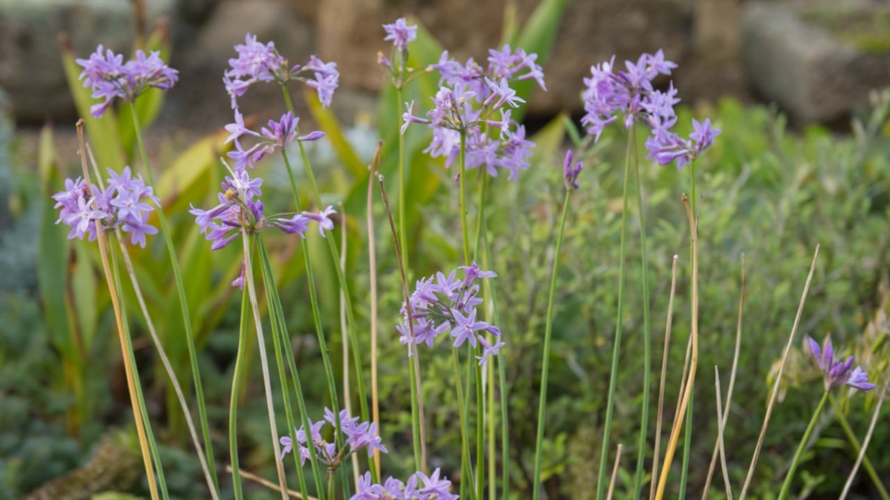 Late Summer Flowering Society Garlic (Tulbaghia violacea) in a Garden in the Seaside Town of Marazion on the South Coast of Cornwall, England, UK