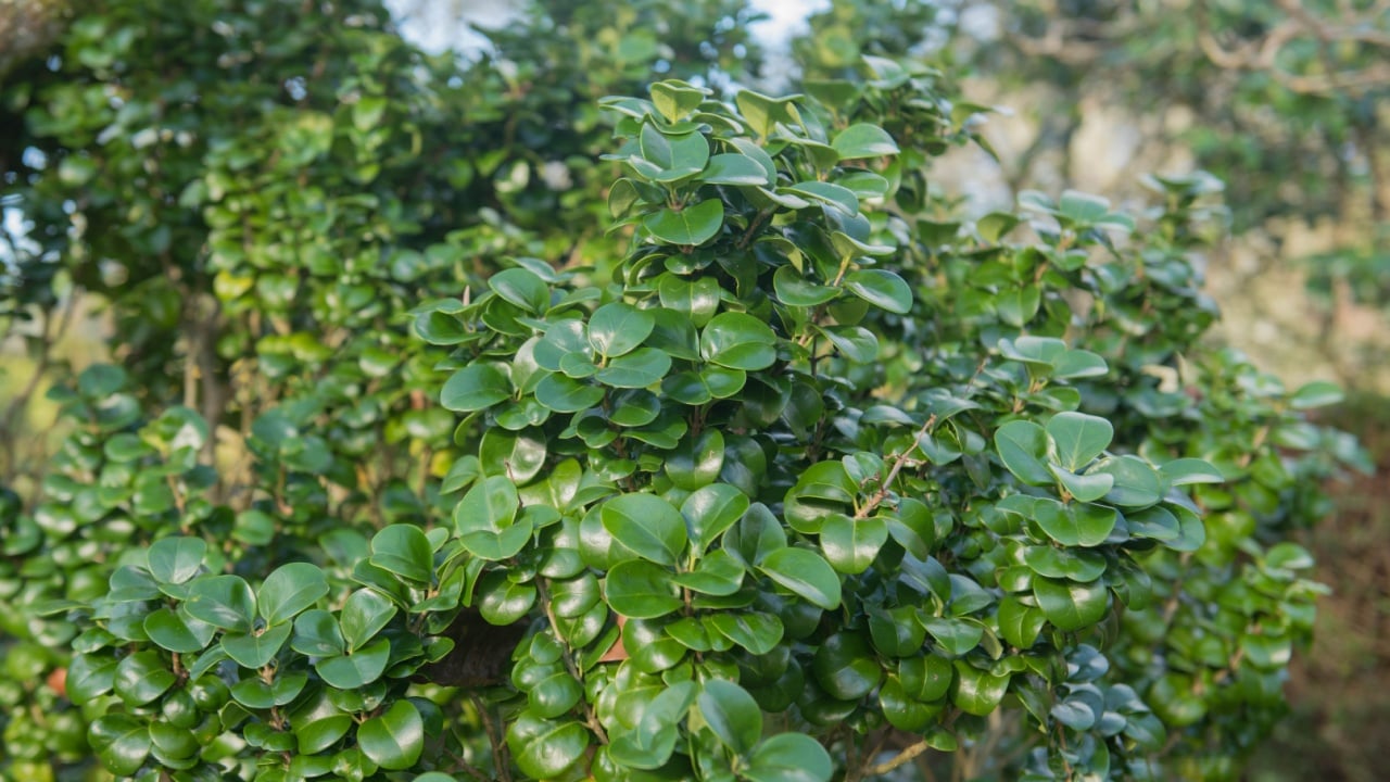 Winter Foliage of the Evergreen Wax Leaf or Japanese Privet Shrub (Ligustrum japonicum 'Rotundifolium') in a Country Cottage Garden in Rural Devon, England, UK