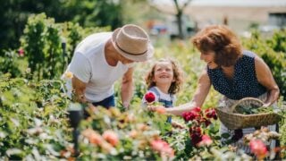 Senior grandparents and granddaughter gardening in the backyard garden.