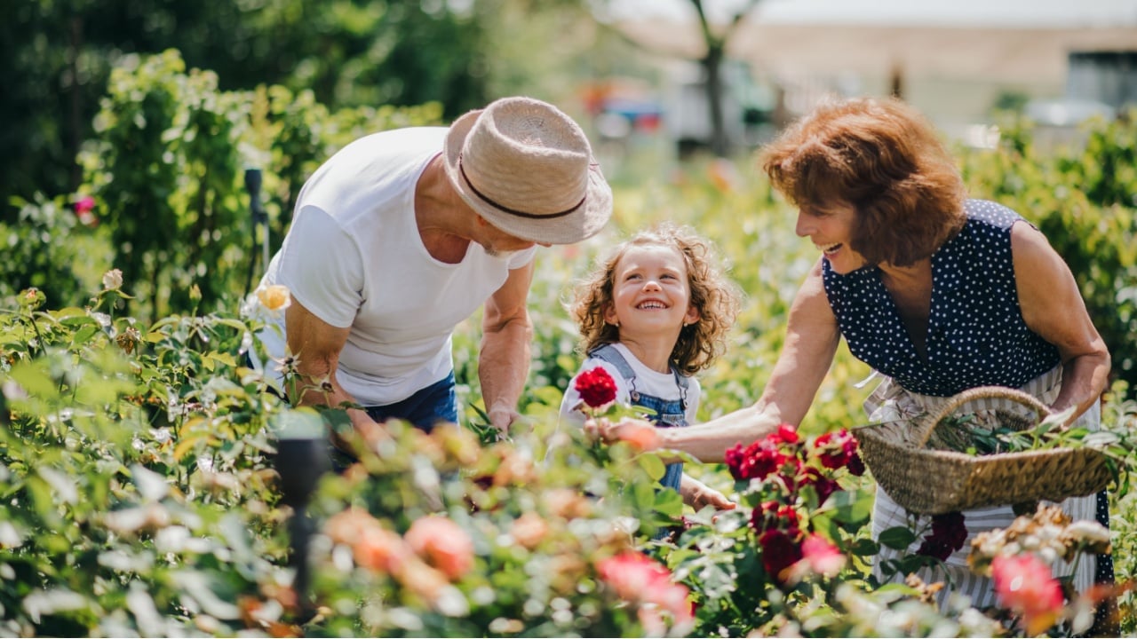 Senior grandparents and granddaughter gardening in the backyard garden.