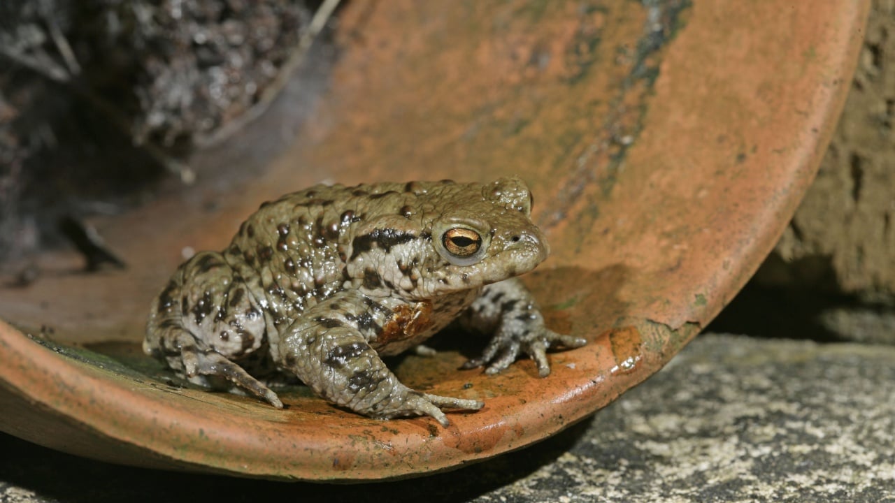 Common toad, Bufo bufo, single toad in flower pot, Wiltshire