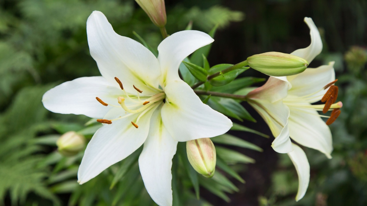 White Easter Lily flowers in garden. Lilies blooming close up