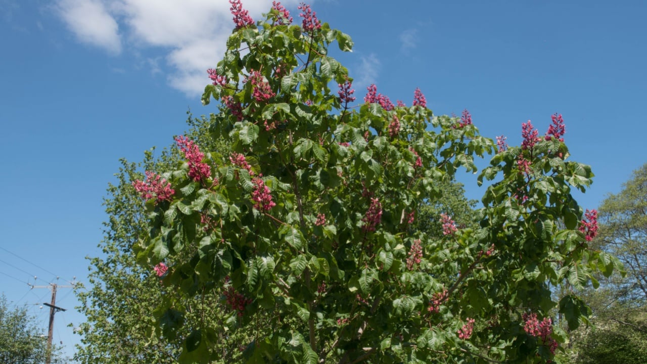 Spring Flowering Deciduous Red Horse Chestnut Tree (Aesculus x carnea 'Briotii') with a Bright Blue Sky Background in Rural Devon, England, Uk