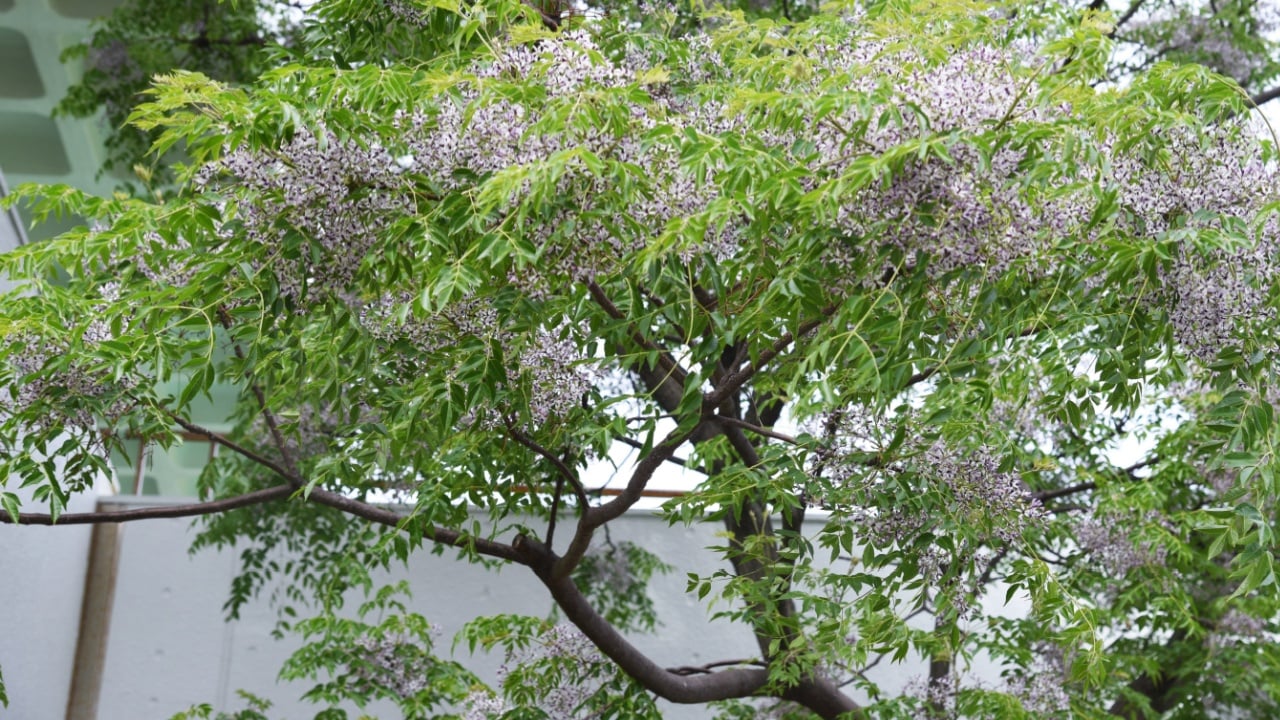 Chinaberry (Melia azedarach) flowers / meliaceae deciduous tall tree.