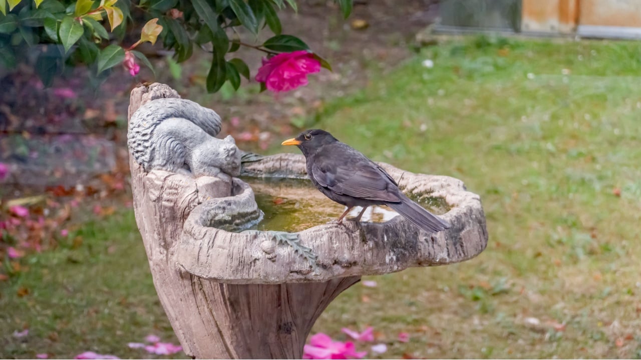 Male blackbird (Turdus merula) sitting on a concrete and ornate bird bath in an English country garden, captured from the inside of a glass greenhouse