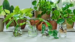 Urban Jungle, repotting or potting houseplants - interior trend with potted plants