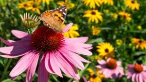 Close up Painted Lady Butterfly pollinating echinacea wildflowers in wildflower prairie garden