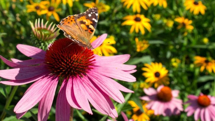 8 Simple Steps to Create a Pollinator Paradise in the Backyard