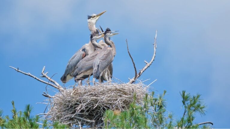 Great Blue Heron nest high in a tree containing a mother and her young.