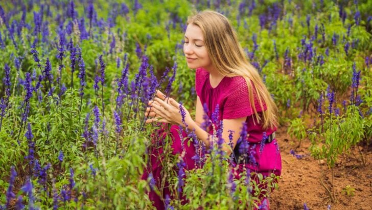 8 Toughest Blooming Perennials That Make Gardening a Breeze