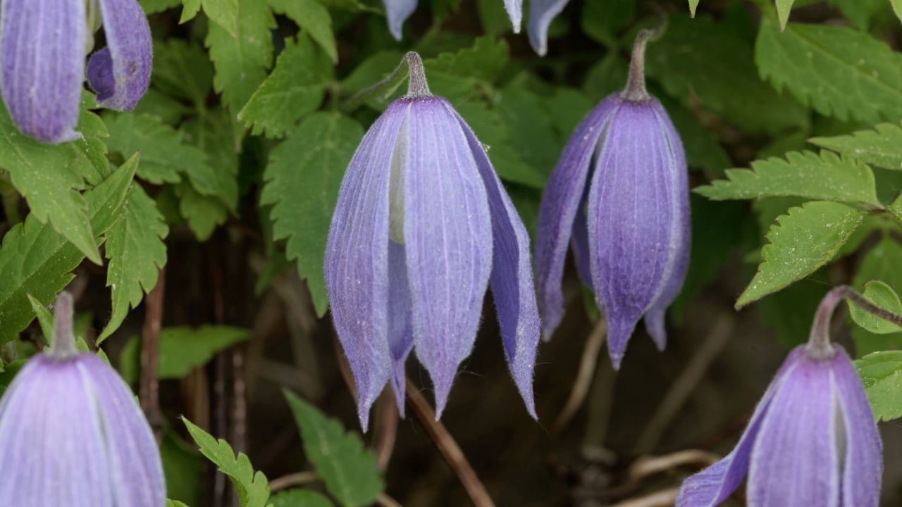 Flower of an Alpine clematis plant, Clematis alpina.