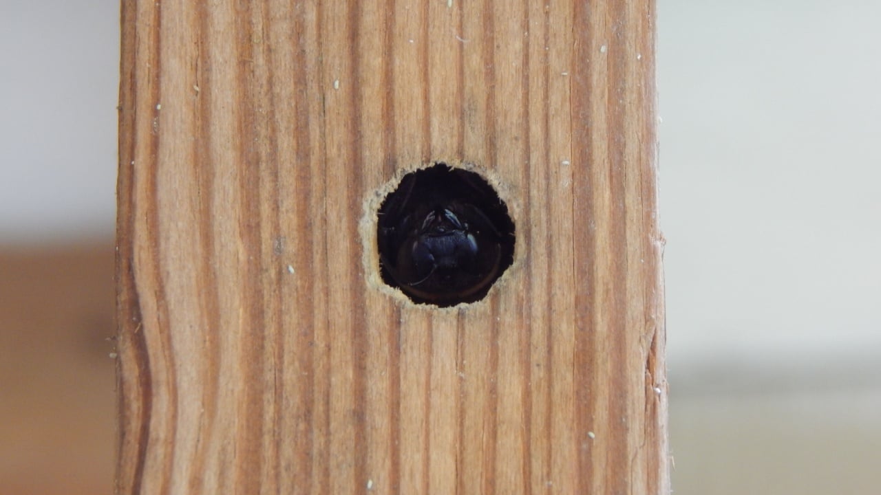 Carpenter Bee looks out from bored hole in wood