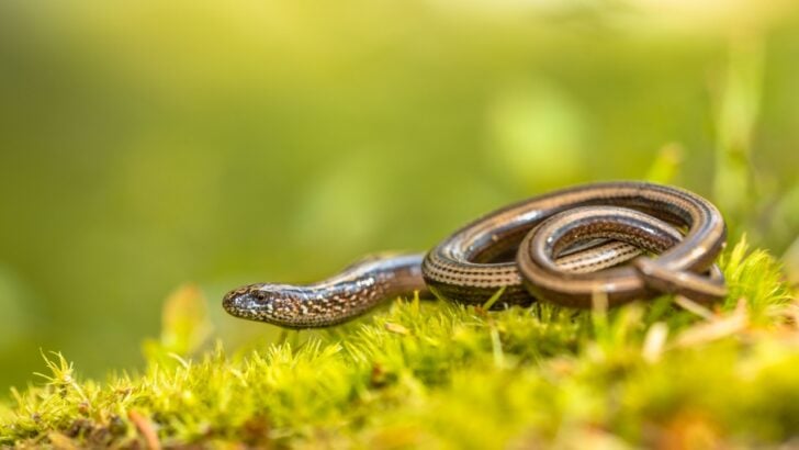 Never Do These 10 Things in Your Yard If You Want to Keep Snakes Away