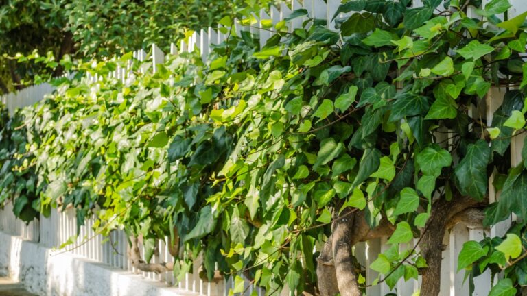 Groomed ivy on a metal fence