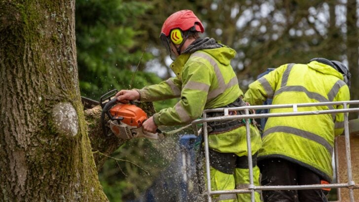 His HOA Cut Down His Tree Without Asking, Now What?