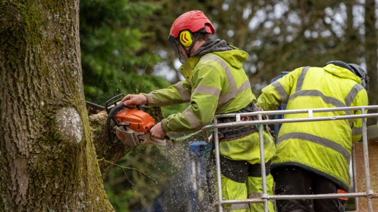 Hampshire,England, UK. 2020. Trainee tree surgeon felling an Ash tree from cherry picker platform. Under instruction from trainer person.