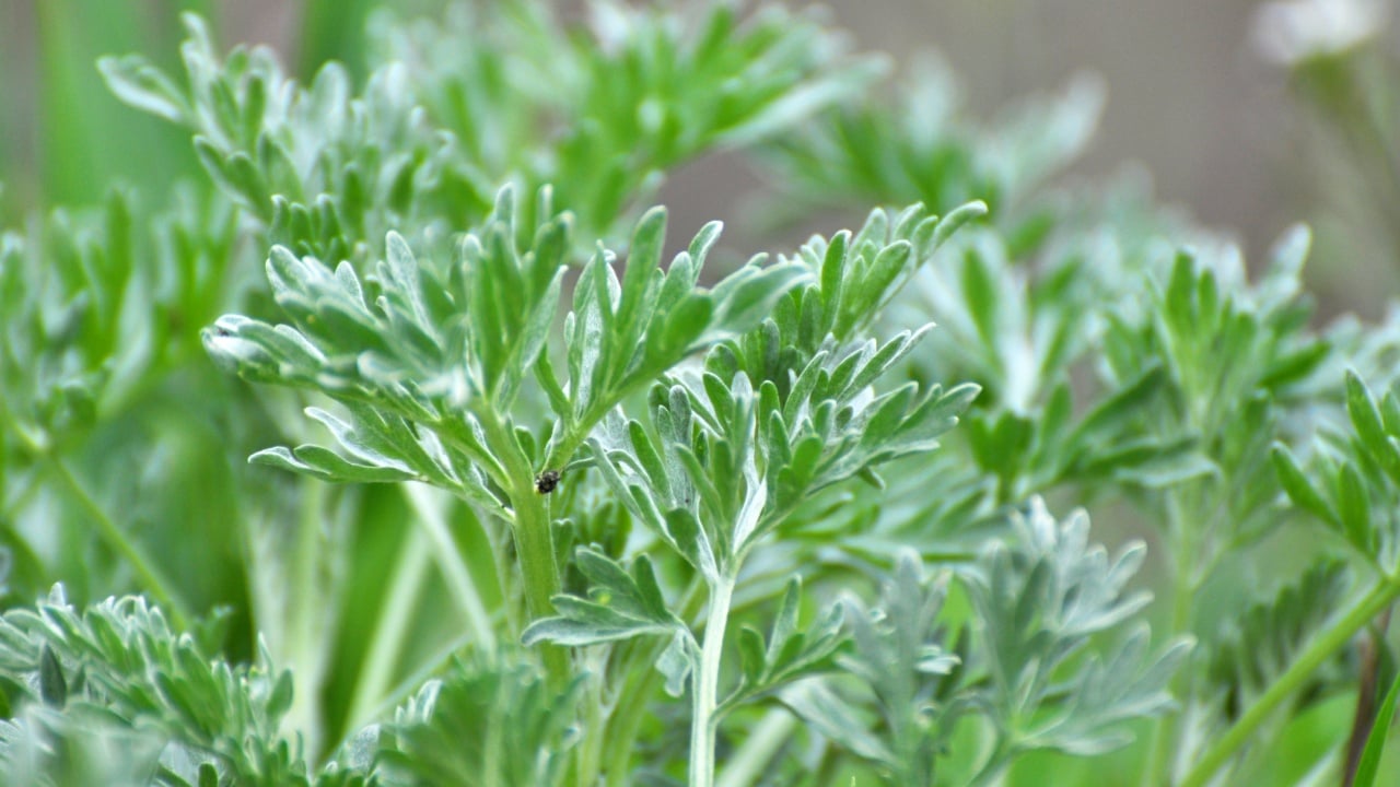 Bitter wormwood (Artemisia absinthium) bush grows in the wild