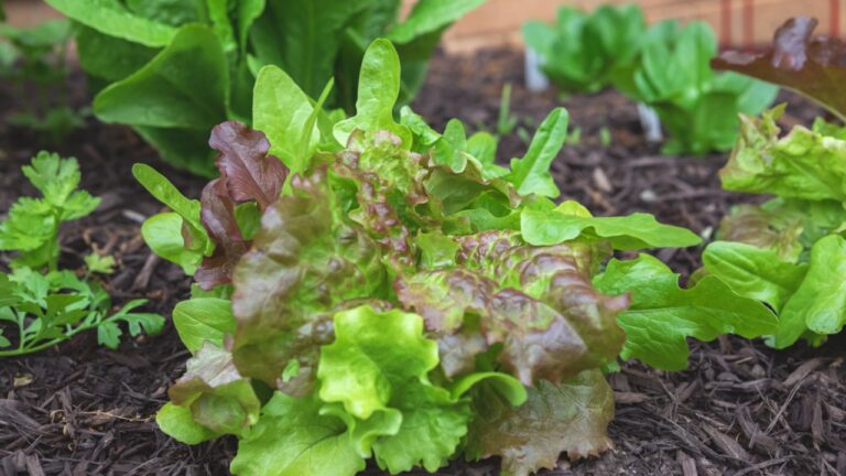 Organic gourmet blend lettuce mix direct sowed from seed growing in a suburban kitchen garden in springtime
