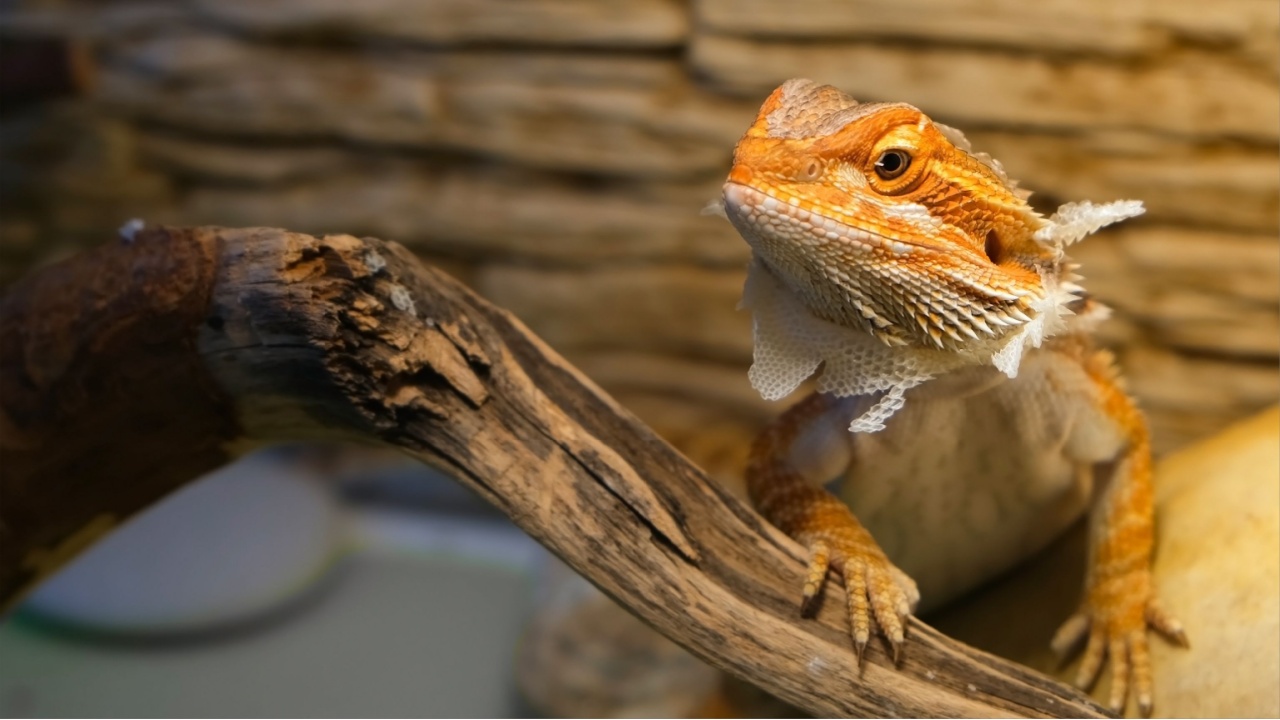 Baby of bearded agama dragon with shedding skin on head and sits on log in his terrarium. Cure exotic domestic animal, pet. The content of the lizard at home.